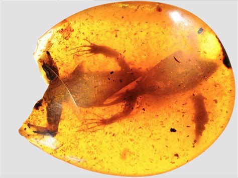 famous amber fossils.